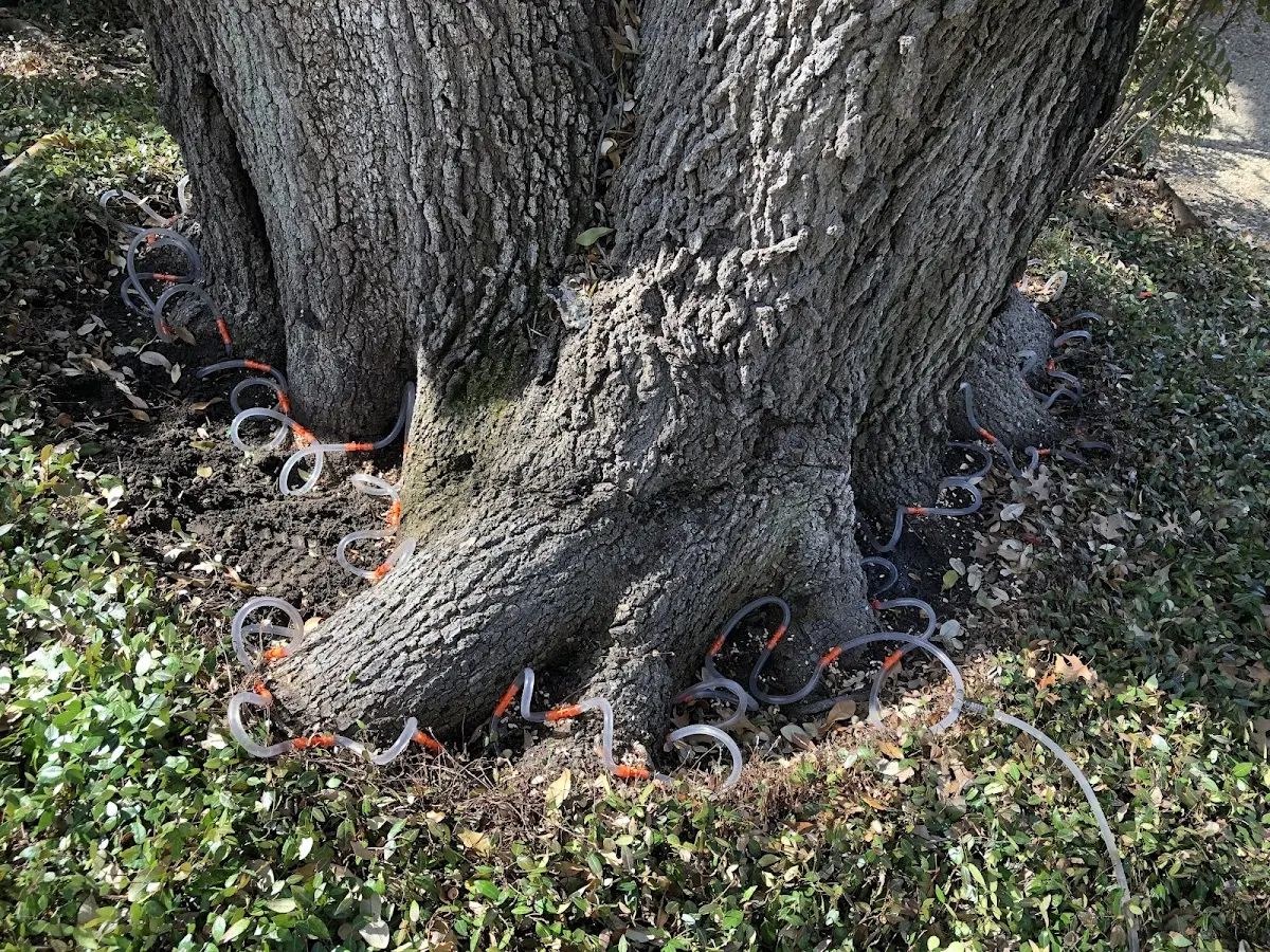 Detailed Tree Cabling and Bracing job site in Oakdale
