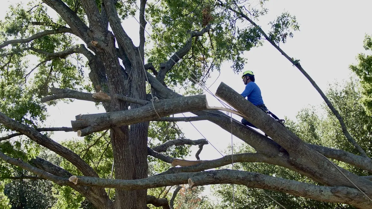 Professional Hazardous Tree Removal performed by certified arborists in Oakdale