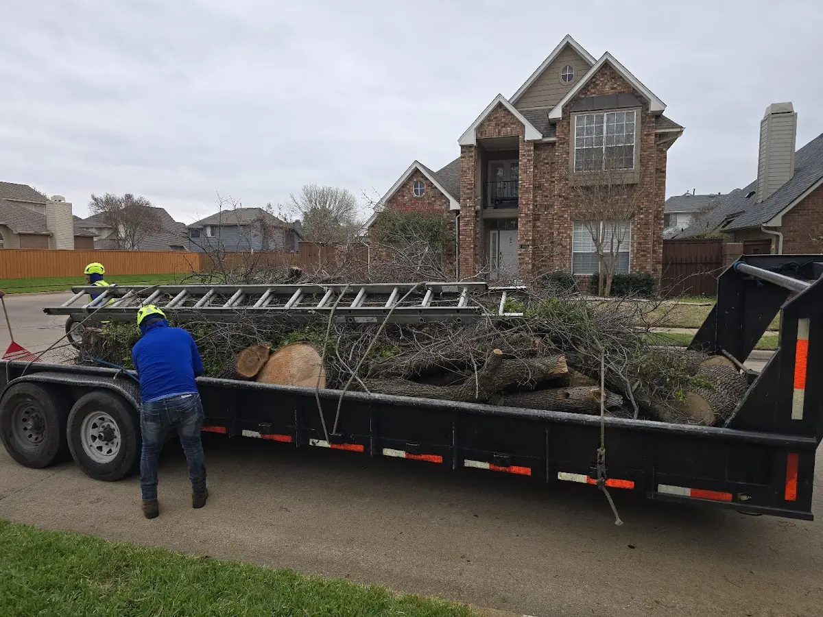Expert Tree Pest Control with proper safety equipment in Oakdale